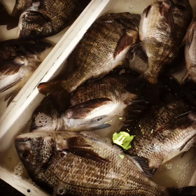 黒鯛や真鯛が豊漁！の画像