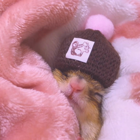 あまえんぼすぎるももたん♪の画像