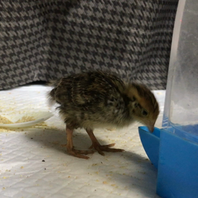 育ってきましたの画像