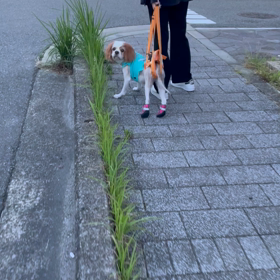 最新お散歩動画の画像