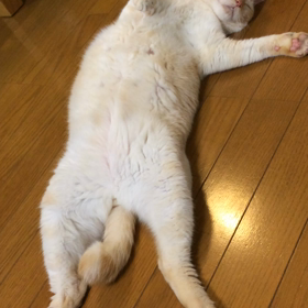 動く大豆の画像