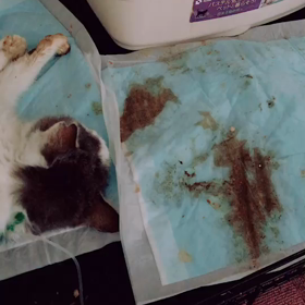 グランマの訃報の画像