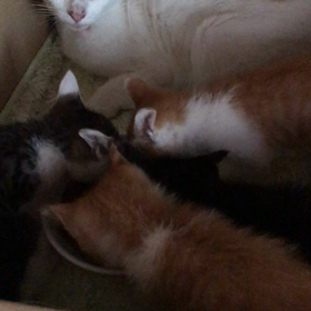 昨日受け入れた親子ちゃんの画像