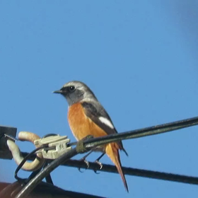 すぎぴたんの事 件簿シーズン3　69話（今年のジョウビタキ男）の画像