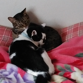 仲良し兄弟にゃんの画像