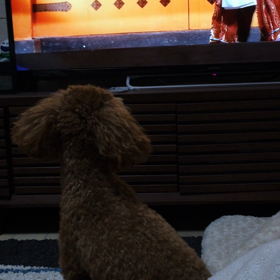 石川五右衛門を見る犬☺️の画像