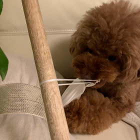 離さないぞっ（⑅•͈૦•͈⑅)の画像