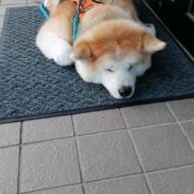 さわやかな朝。散歩途中の2つの公園の桜もまだほぼ満開‼️早朝の静かな街並にウクライナ、ブチの画像