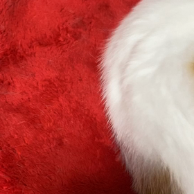 【猫動画】神楽をブラッシングの画像