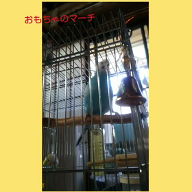 チャが多いの画像