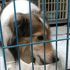 アトラが人も目を気にせずご飯食べる。の画像