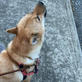 サイレンの画像