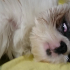 初動画(*^^*)の画像