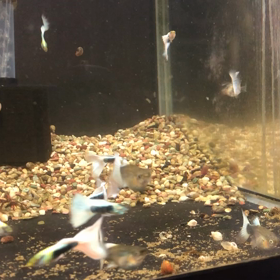 ドイツイエロータキシードリボンF1の画像