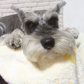 屋根で寝るらしいの画像