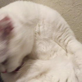 スコティッシュ的毛づくろいの画像