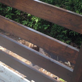 たたたたの画像