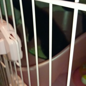 爪たたないにゃ～の画像