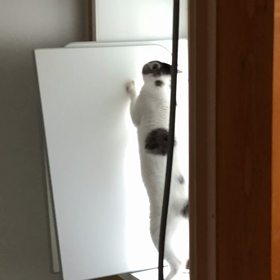 今日はイイにゃんにゃんの日。だろ？の画像