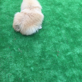 写真ではない(-_-)の画像