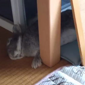 どんな夢見てるの？の画像