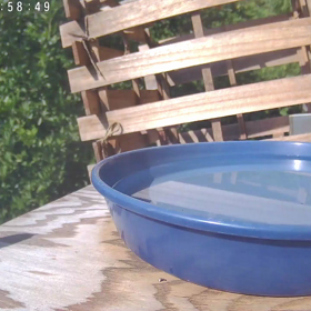 すぎぴたんの事件簿シーズン3　344話（甲羅干しの子ヤマガラ）の画像