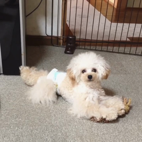 お行儀の良いイヴ君の画像