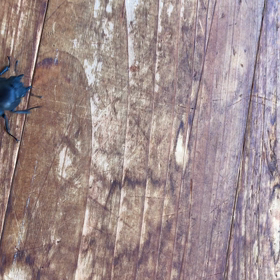 夏発見(*☻-☻*)の画像