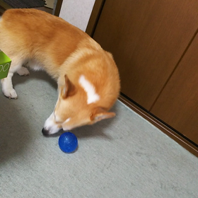 ゴロスリの画像