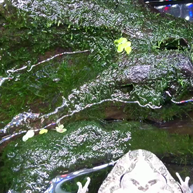 捕食が下手なワ～イルドラ～イフ∟(￣(工)￣)ノ！の画像