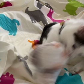 ネズミのチップとあんみつ姫の画像