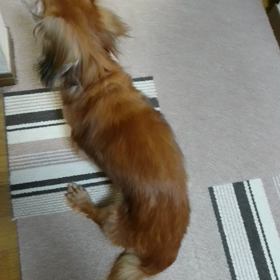 Christmasディナーは、友達の作ってくれたワンバーグのトッピング嬉しくてワンワン...の画像