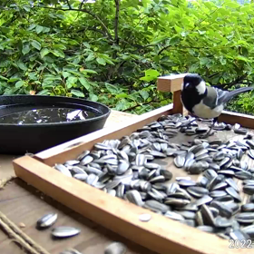 すぎぴたんの事件簿シーズン2　312話（シジュウカラは短気）の画像