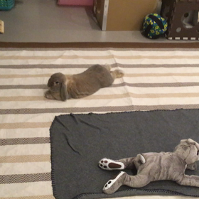 理由あってごろんちょの画像