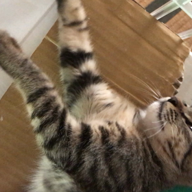 晴太 里親募集中の画像