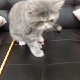 エキゾチックショートヘアの画像