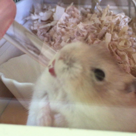 お水うまうまの画像