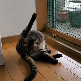 太田さん家の猫の画像