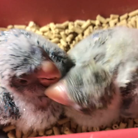 今日のオキナインコさんの雛たちの画像