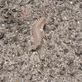 触るな危険⚠️の画像