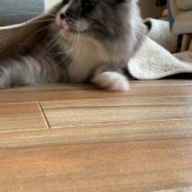 逆再生のような逃げ足の画像