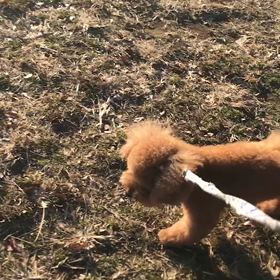 ♪お散歩動画♪代々木公園♪の画像