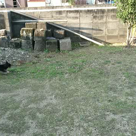 お犬さまのお通りです。の画像