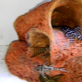 ビームービームーの画像