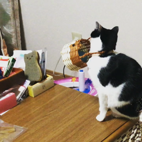 籠をかけてどうするのー？の画像