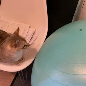 ウチのねこ　の画像