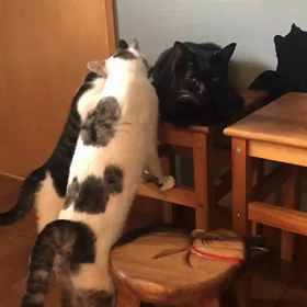 みんな大好き黒先輩の画像