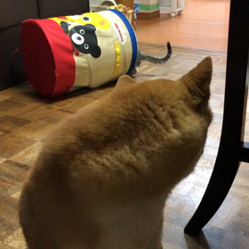 小さいネコが大きくなるマジックの画像