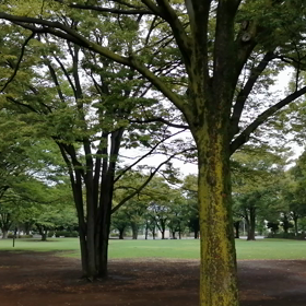 東京の公園の画像