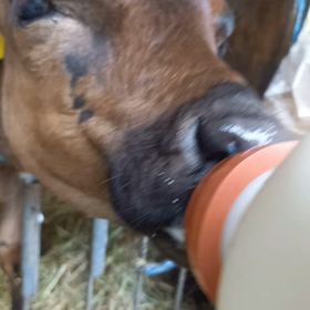 子牛の哺乳☆の画像